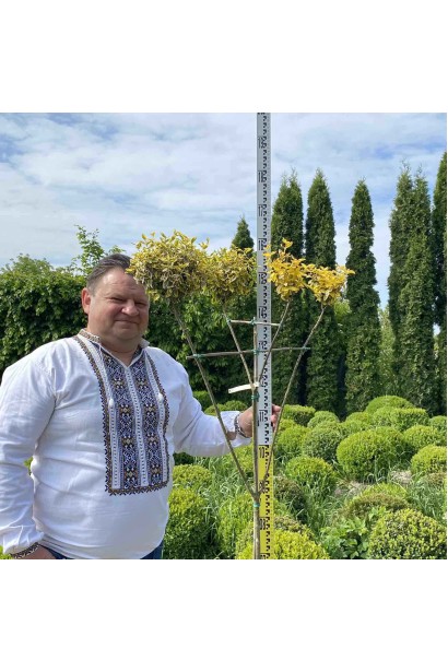 Бруслина японська Ауреомаргіната Топіар Кулі 